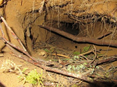 Нора лисы лисья нора