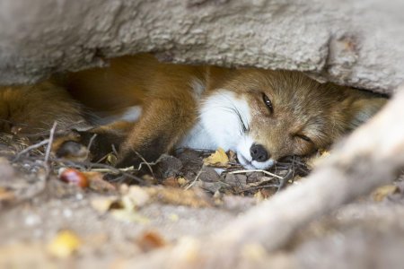 Нора лисы лисья нора