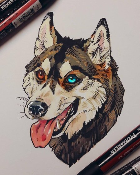 Скетчинг хаски