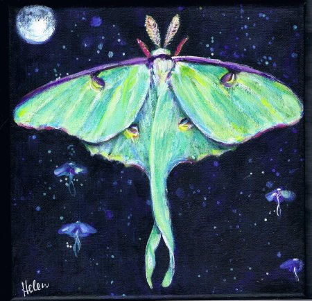 Лунная бабочка (гиполимнас болина)