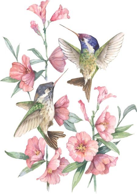 Колибри иллюстрация