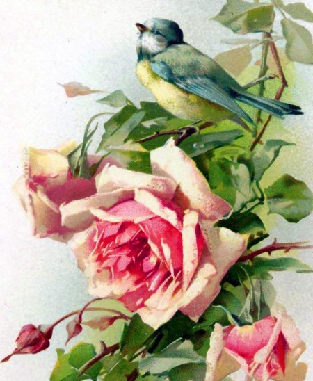 Катарина кляйн птицы