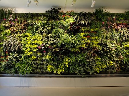 Живая стена из растений