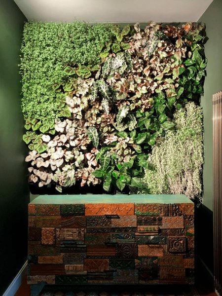 Фитостена эмеральд грин