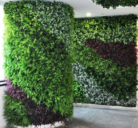 Фитостена плющ