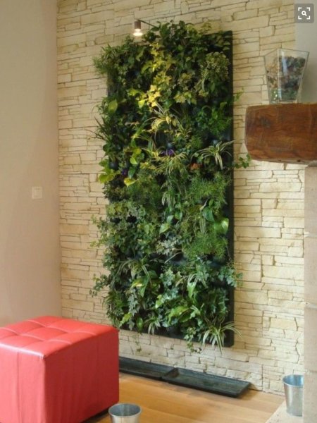 Фитостена леруа мерлен