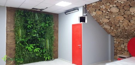 Фитостена эмеральд грин