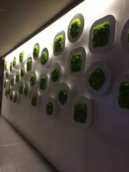 Фитостена из стабилизированного мха