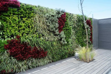 Девичий виноград фитостена