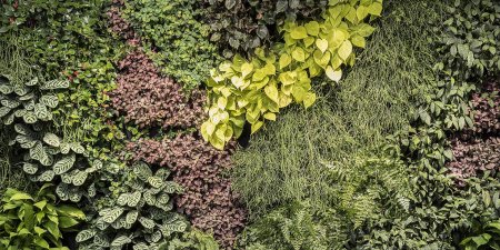 Фитостена плющ