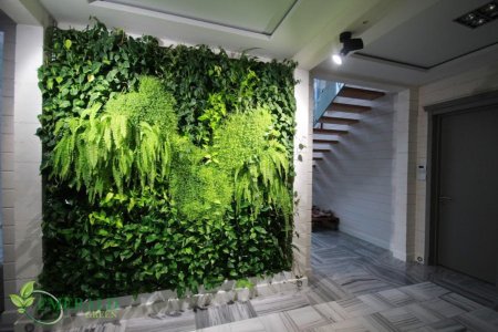 Фитостена эмеральд грин