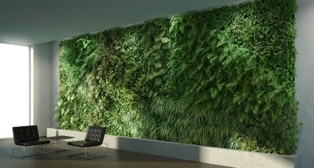 Фитостена эмеральд грин