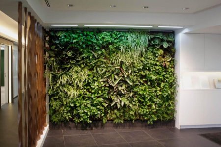 Сциндапсус фитостена