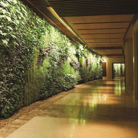 Вертикальное озеленение