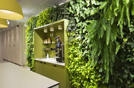 Фитостена плющ