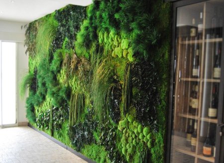 Фитостена мох стабилизированный