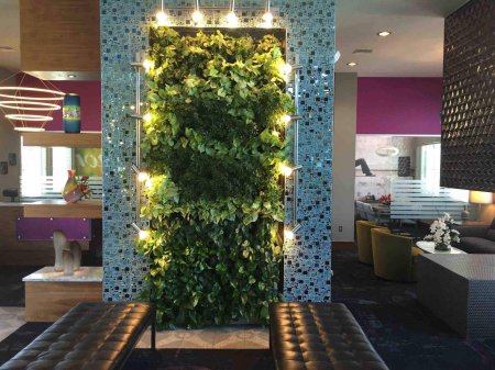 Сциндапсус зеленая стена