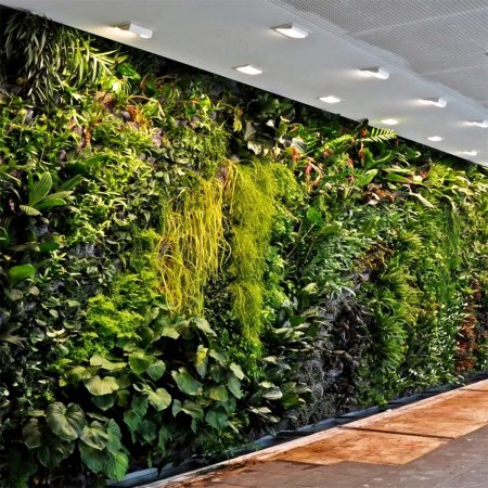 Фитостена плющ