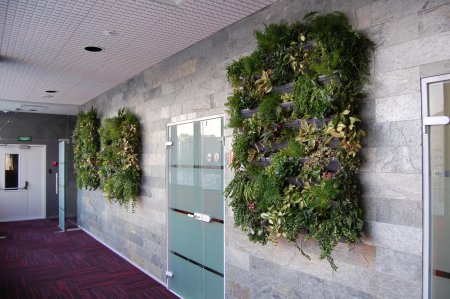 Фитостена плющ