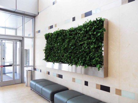 Спатифиллум фитостена