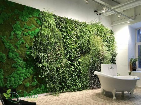 Фитостена эмеральд грин