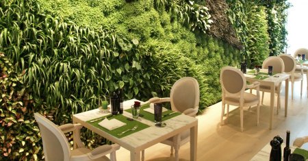 Фитостена boxsand