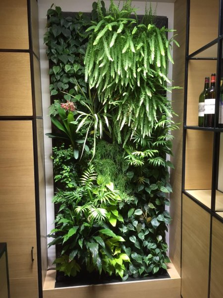 Стабилизированные растения