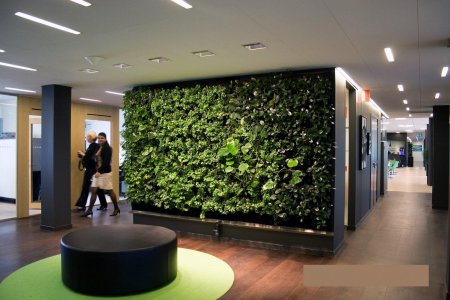 Озеленение офиса