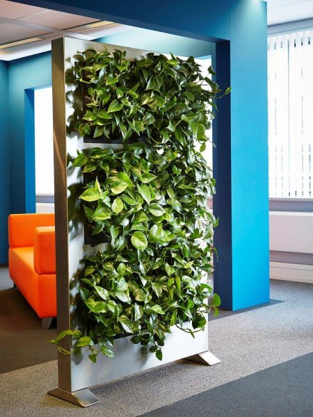 Фитостена эпипремнум