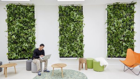 Фитостена леруа мерлен