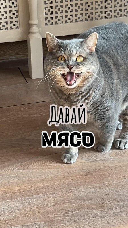 Котик