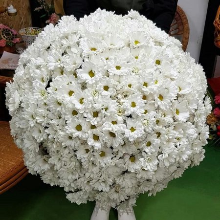 101 ромашковая хризантема