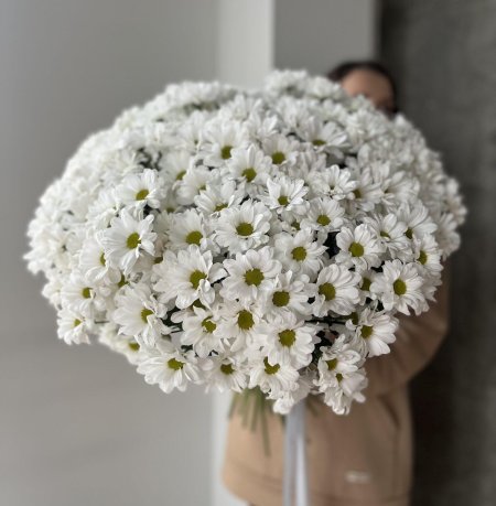 Хризантема кустовая бакарди