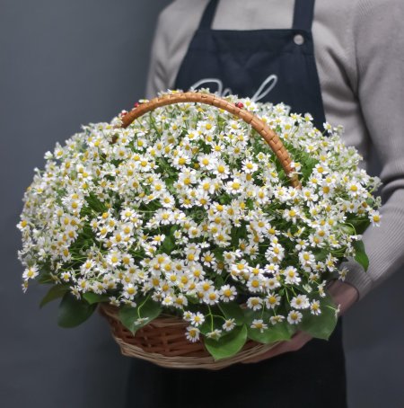 Танацетум камилла