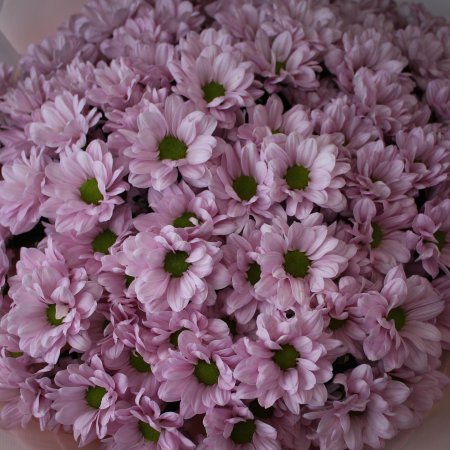Хризантема кустовая сиреневая