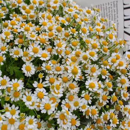 Матрикария ромашка