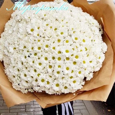 Хризантема минка белая