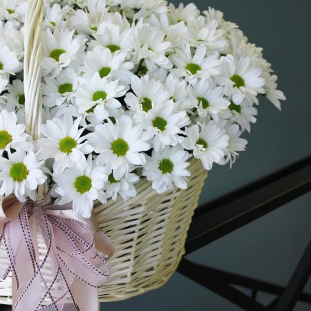 Ромашковидная хризантема