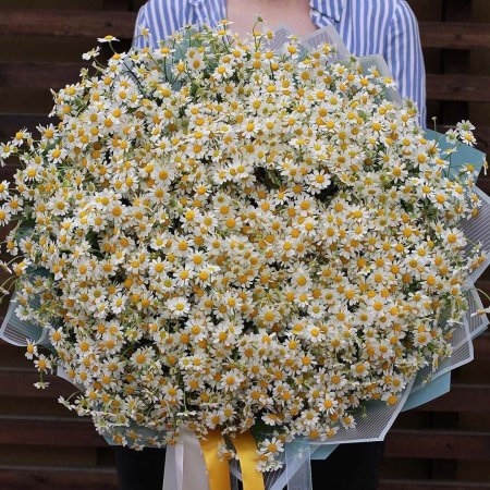 Ромашка кустовая танацетум матрикария