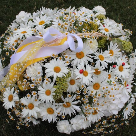 Красивые ромашки