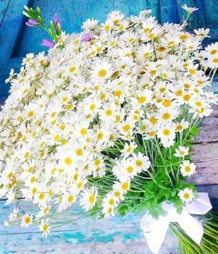 Матрикария букет