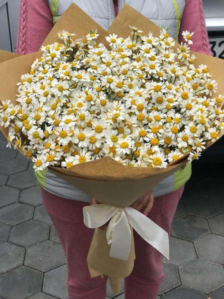 Ромашка матрикария букет