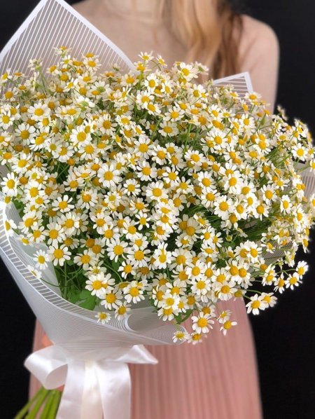 Танацетум матрикария