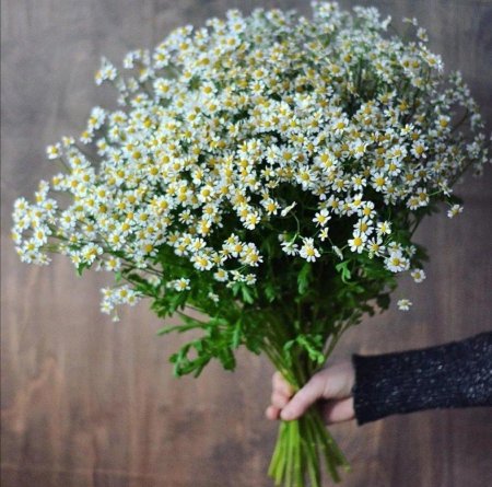 Ромашка кустовая