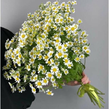 Танацетум камилла ромашка