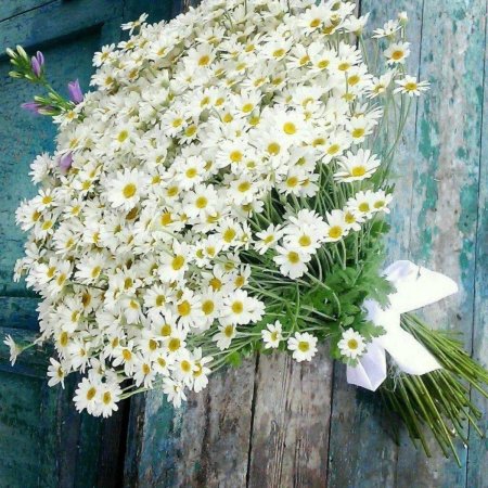 Матрикария ромашка