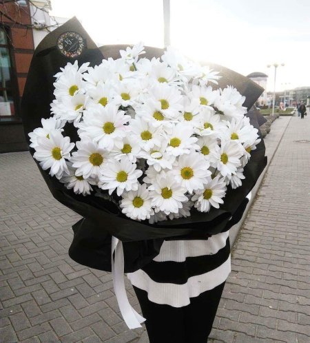 Ромашковидная хризантема белая