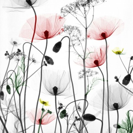 Картины маки