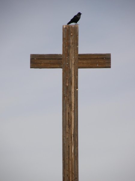 Ворон на кладбище