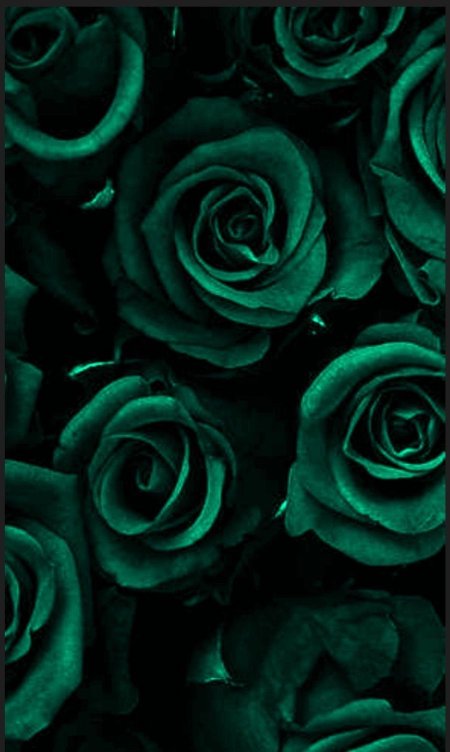 Роза зеленая